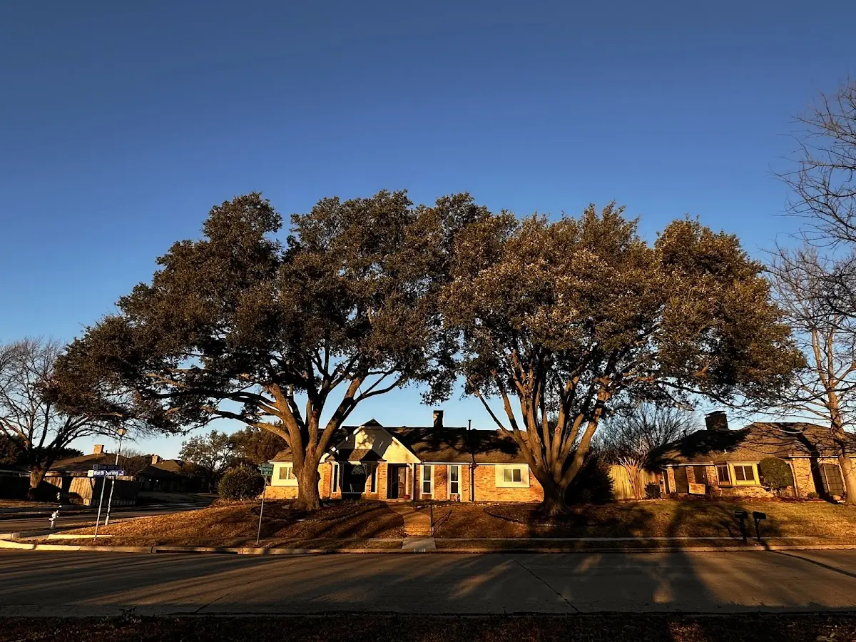 Established residential canopy tree shading a home in Galeton
